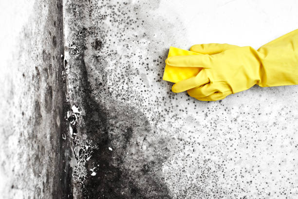 Best Localized Mold Remediation (e.g., coastal areas, humid climates) in Manitou Beach Devils Lake, MI