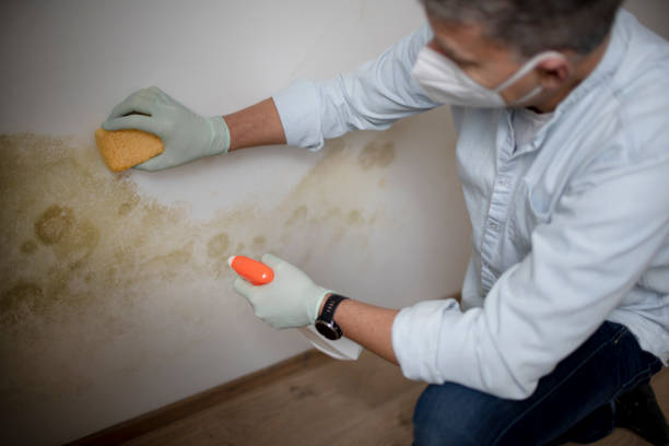 Best Mold Remediation for Schools in Manitou Beach Devils Lake, MI