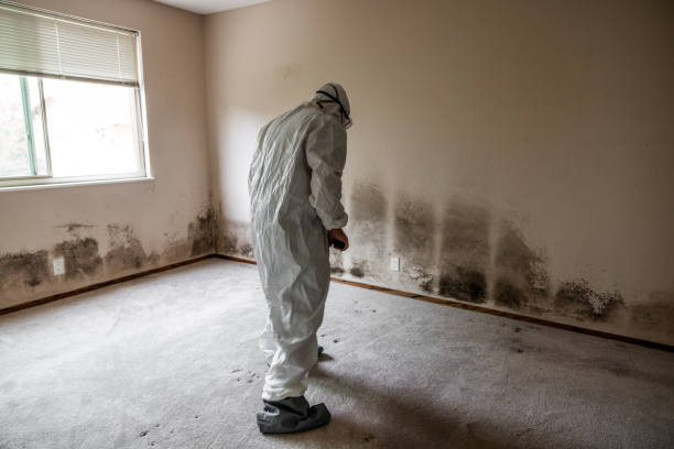 Best Black Mold Remediation in Manitou Beach Devils Lake, MI