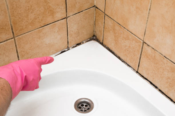 Best Attic Mold Remediation in Manitou Beach Devils Lake, MI